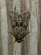 Image of Cryphia (Cryphia) fraudatricula (Hübner)