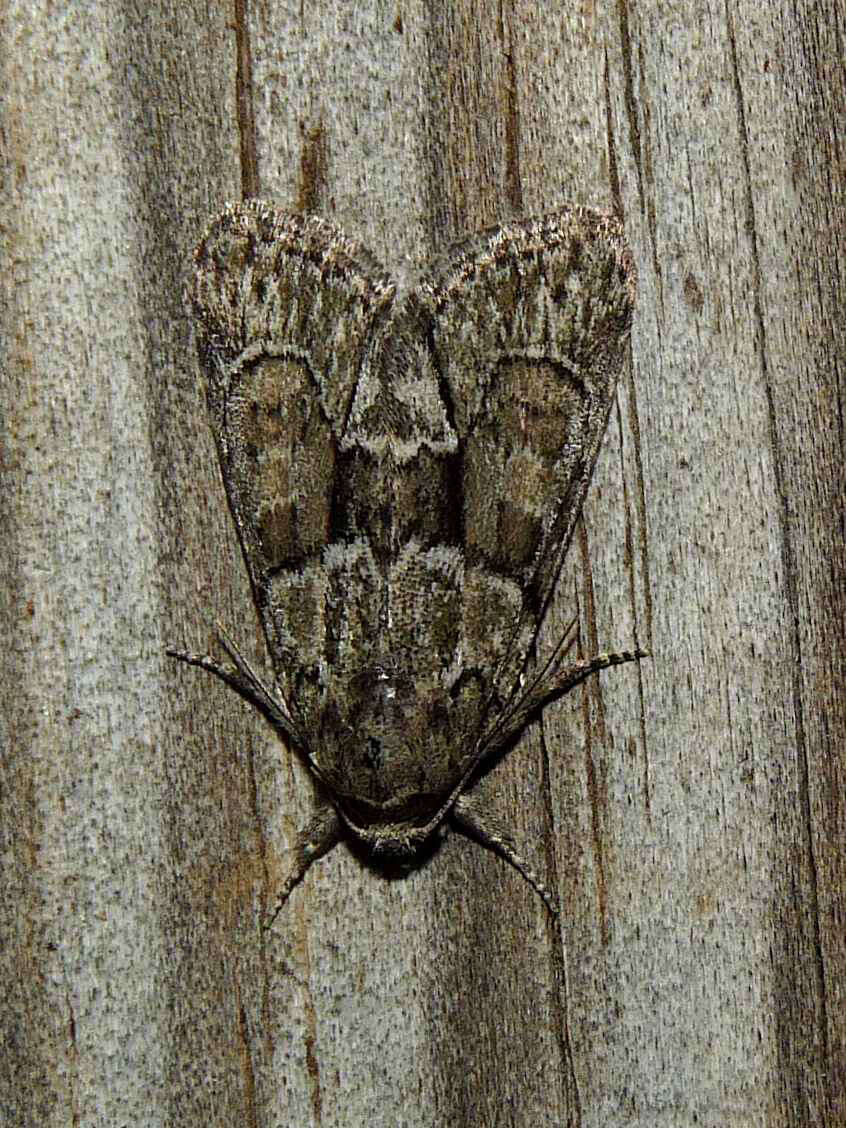 Image of Cryphia (Cryphia) fraudatricula (Hübner)