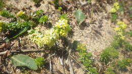 Image of Galium neglectum Le Gall ex Gren.