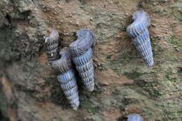 Image of truncated mangrove snail