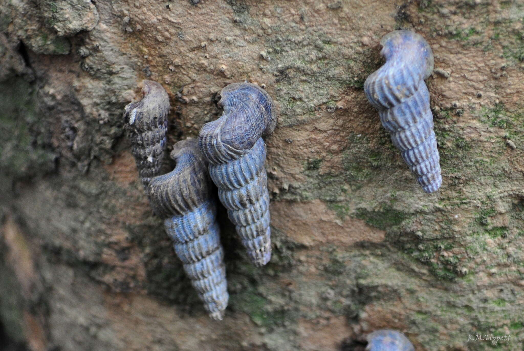 Image of truncated mangrove snail