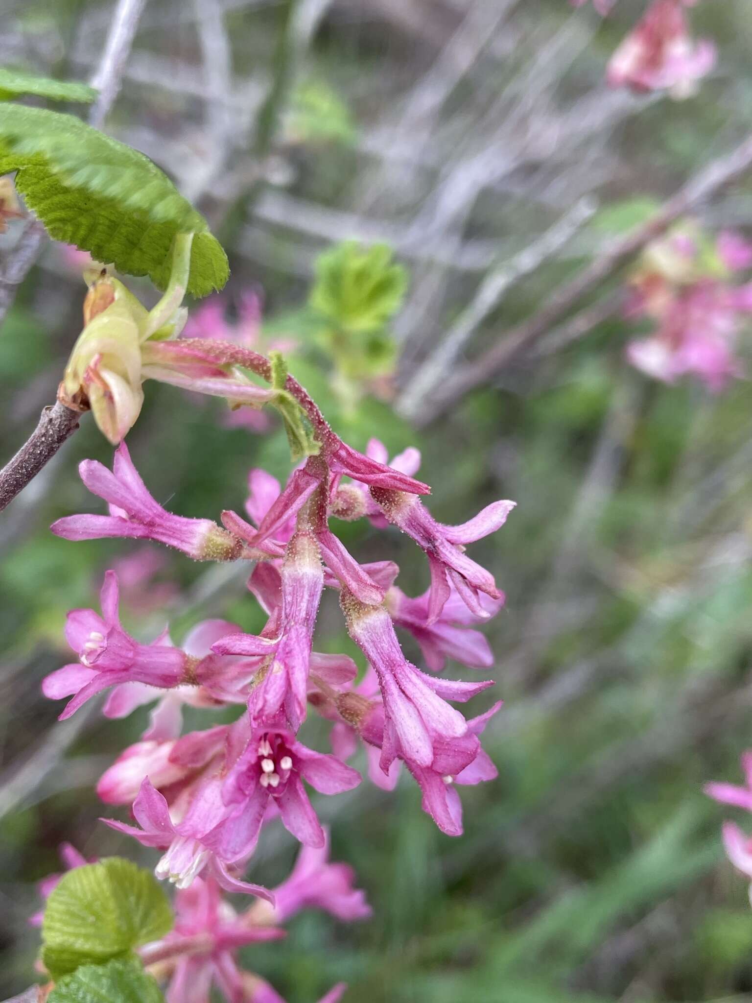 Imagem de Ribes sanguineum var. glutinosum (Benth.) Loud.