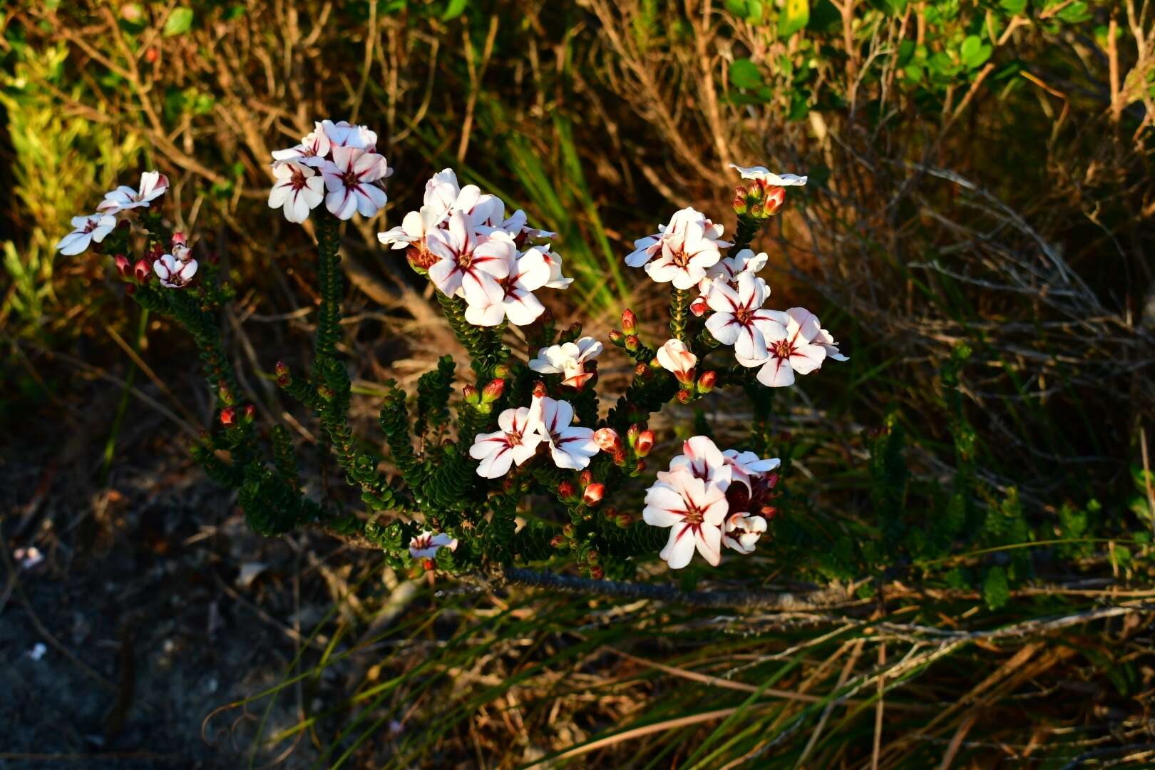 Image of Adenandra uniflora (L.) Willd.