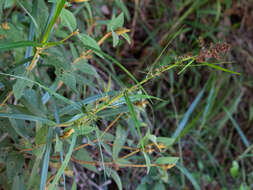 Scleria bracteata Cav.的圖片