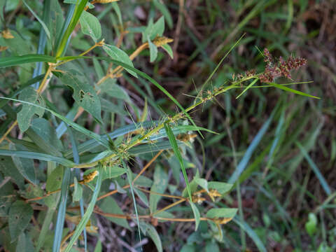 Scleria bracteata Cav.的圖片