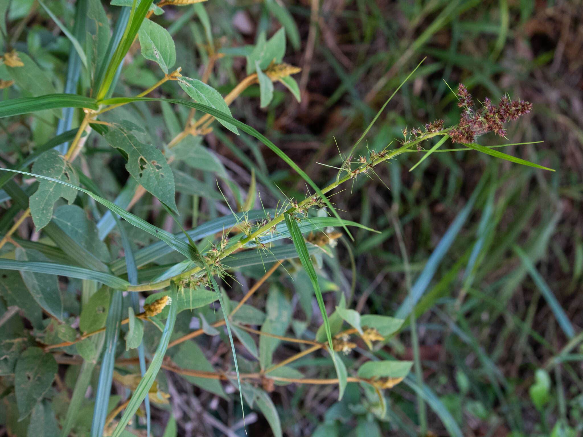 Image of bracted nutrush