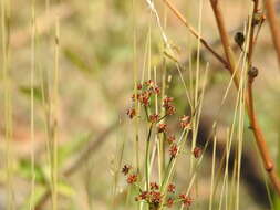 Слика од Juncus fontanesii Gay