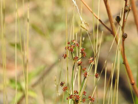 Слика од Juncus fontanesii Gay