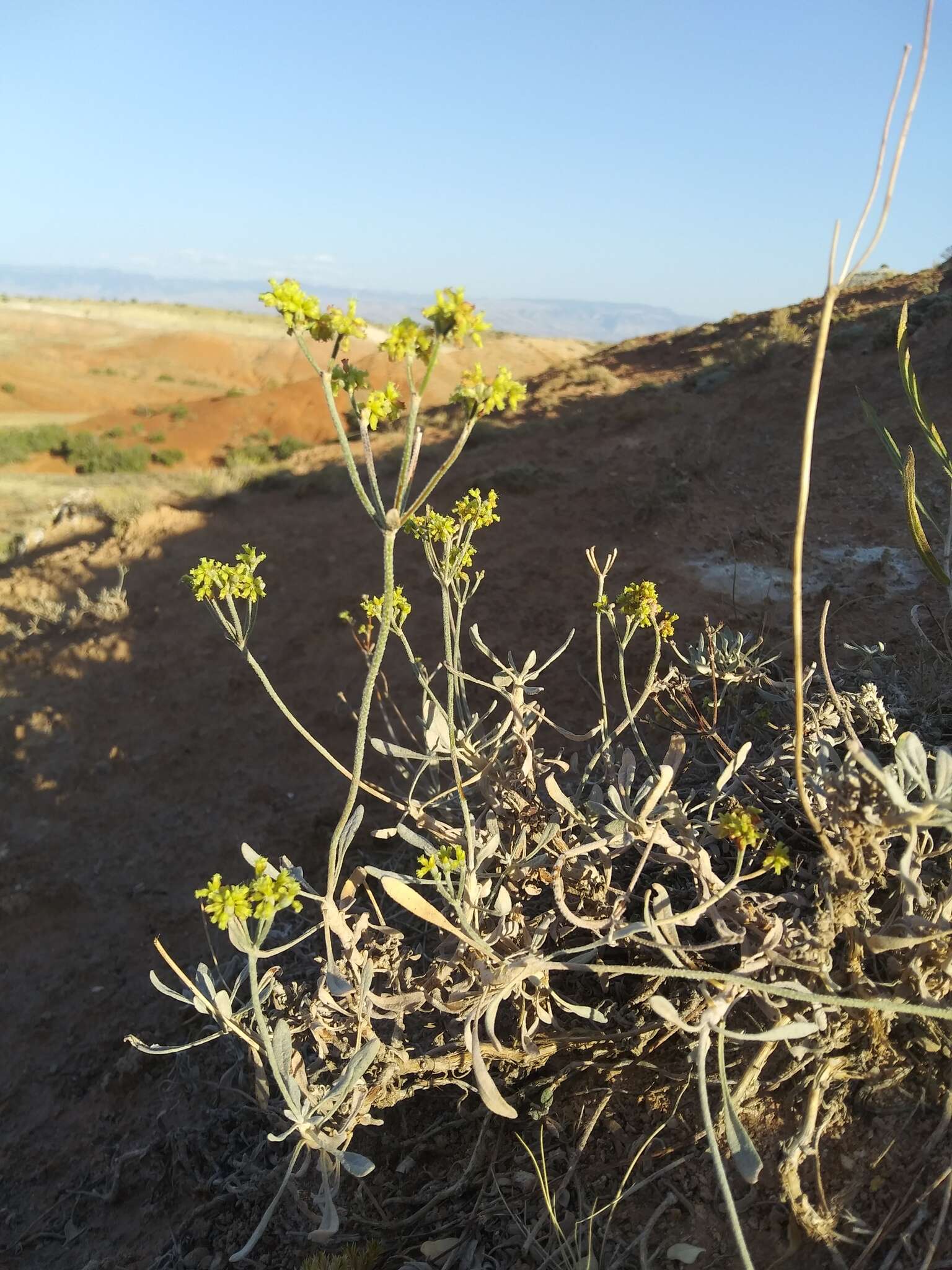 Plancia ëd Eriogonum brevicaule Nutt.