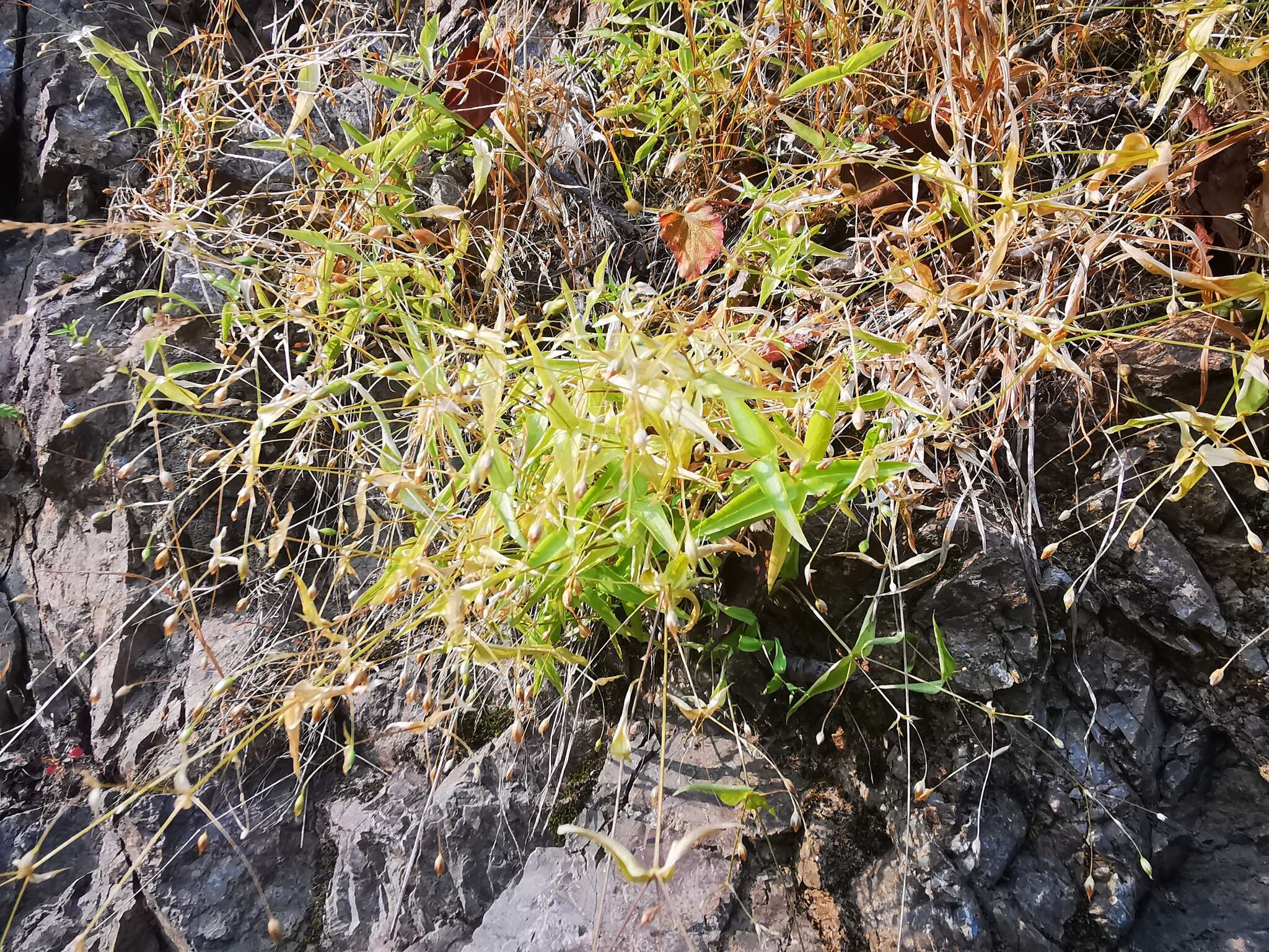 Imagem de Stellaria fenzlii Regel