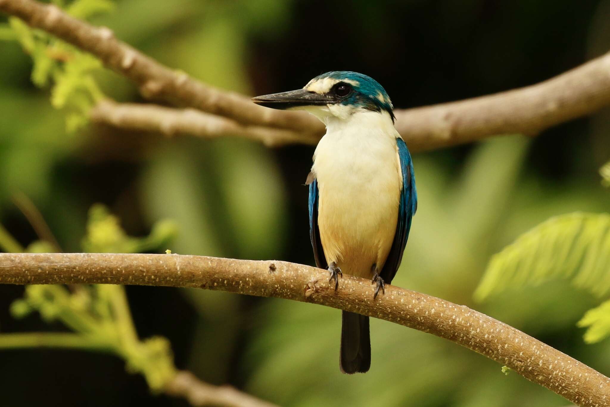 صورة Todiramphus recurvirostris Lafresnaye 1842