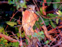 Image of White-backed Night Heron