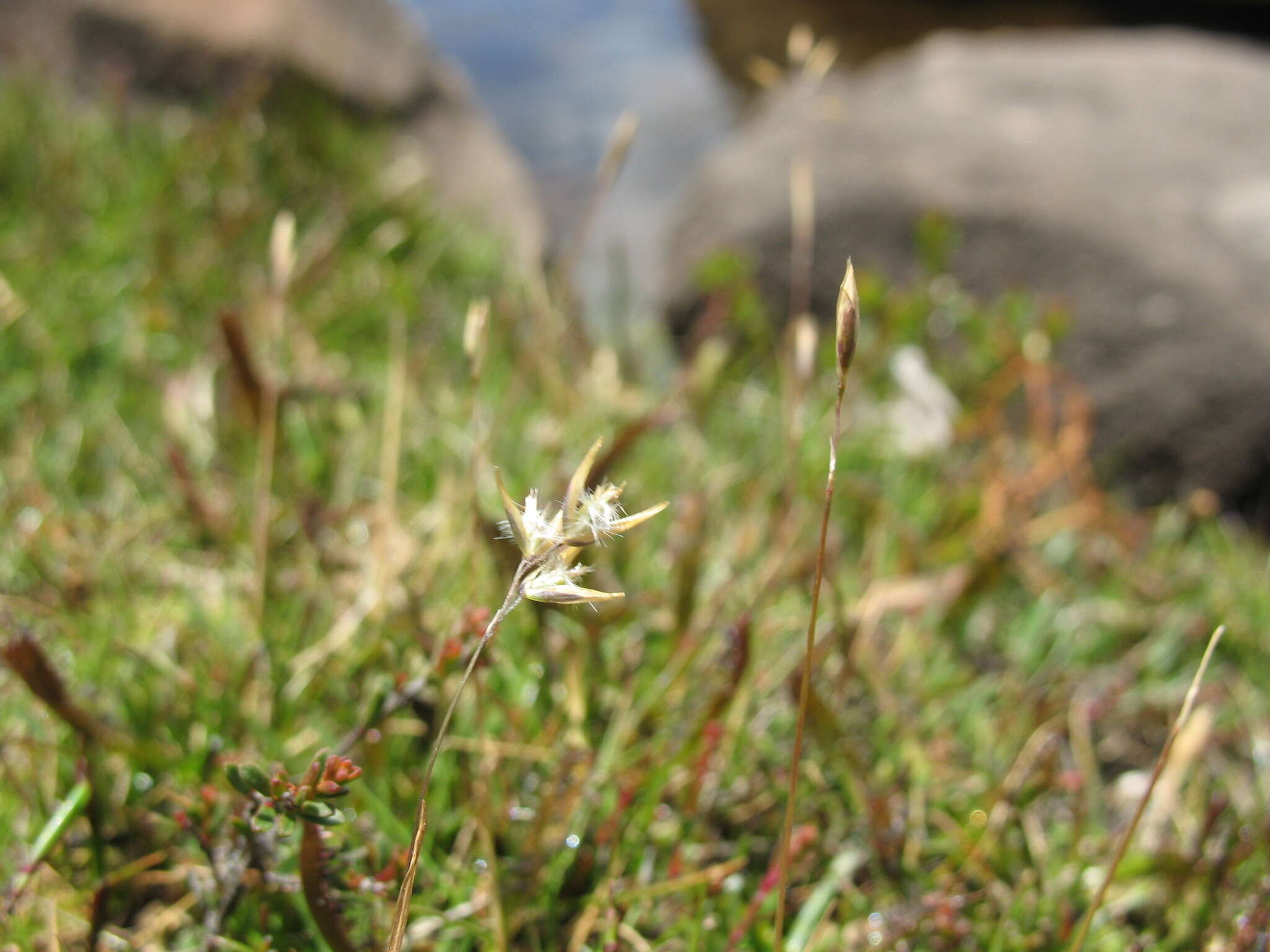 Image of Rytidosperma pauciflorum (R. Br.) Connor & Edgar