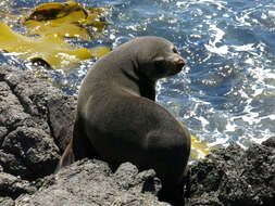 Image of Antipodean Fur Seal