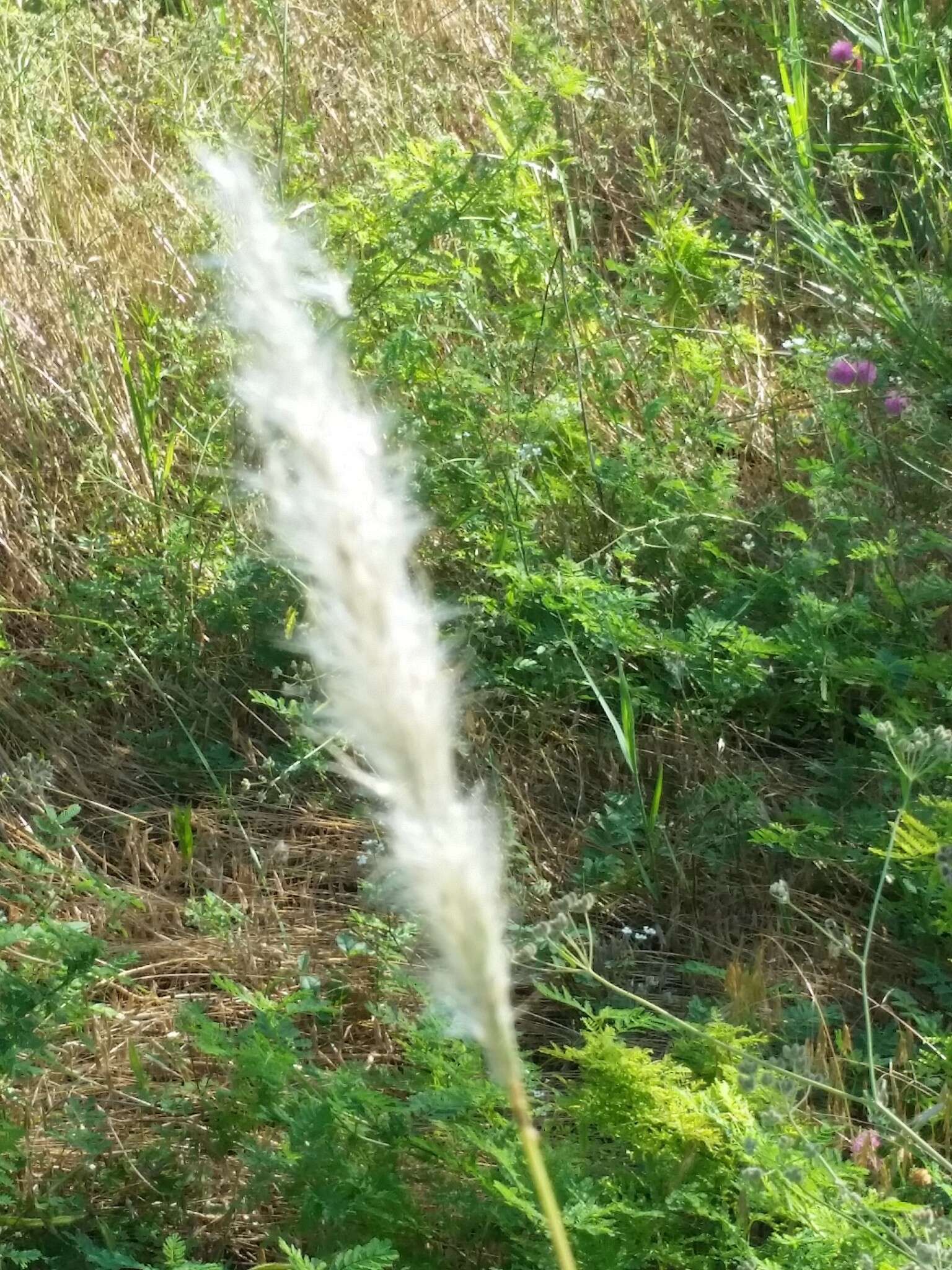 Imagem de Bothriochloa torreyana (Steud.) Scrivanti & Anton