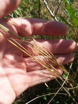 Imagem de Aristida virgata Trin.