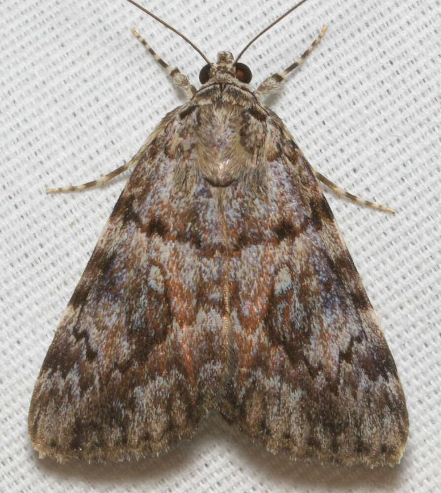 Слика од Catocala lineella Grote 1872