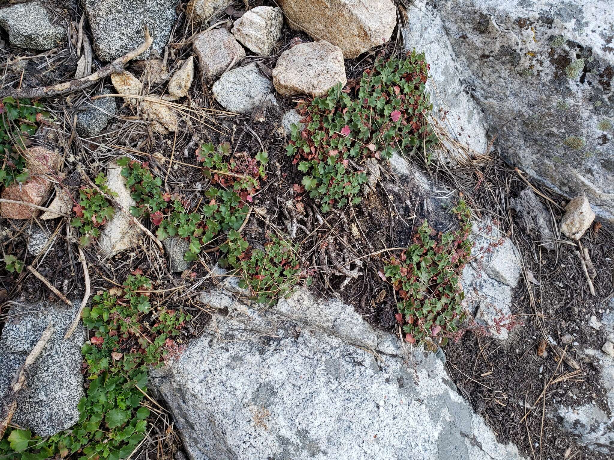 Image de Heuchera elegans Abrams