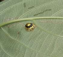 Image of Charidotis circumducta (Boheman 1855)