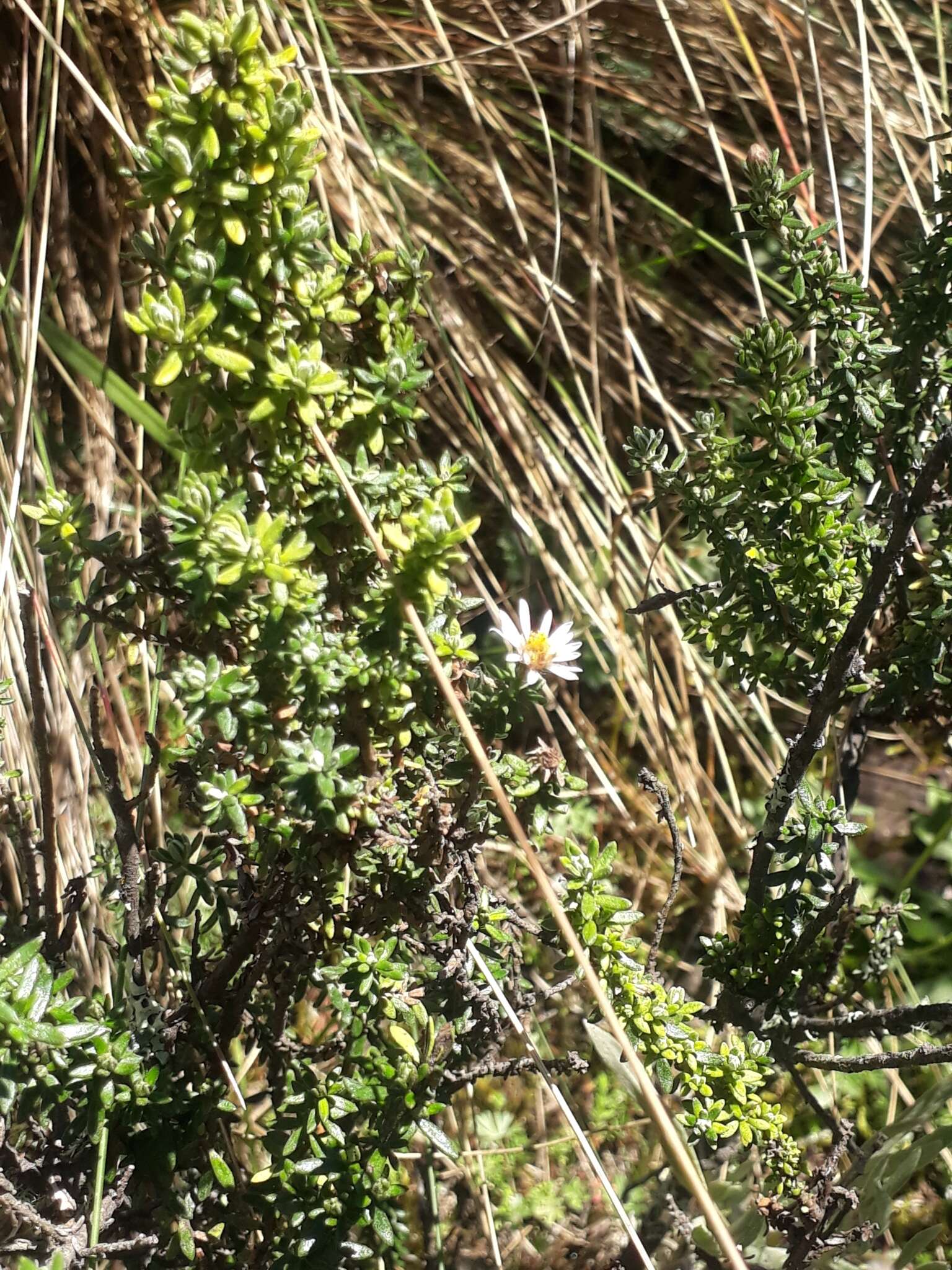 Image of Diplostephium spinulosum Wedd.