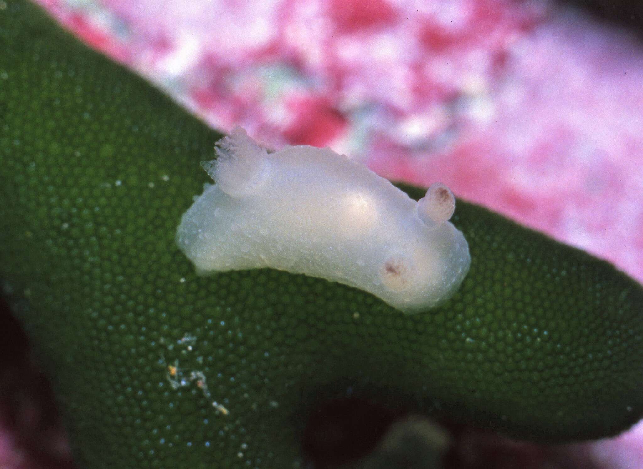 Image of Actinocyclidae O'Donoghue 1929