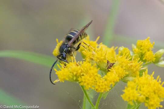 Image de Dolichovespula norvegicoides (Sladen 1918)