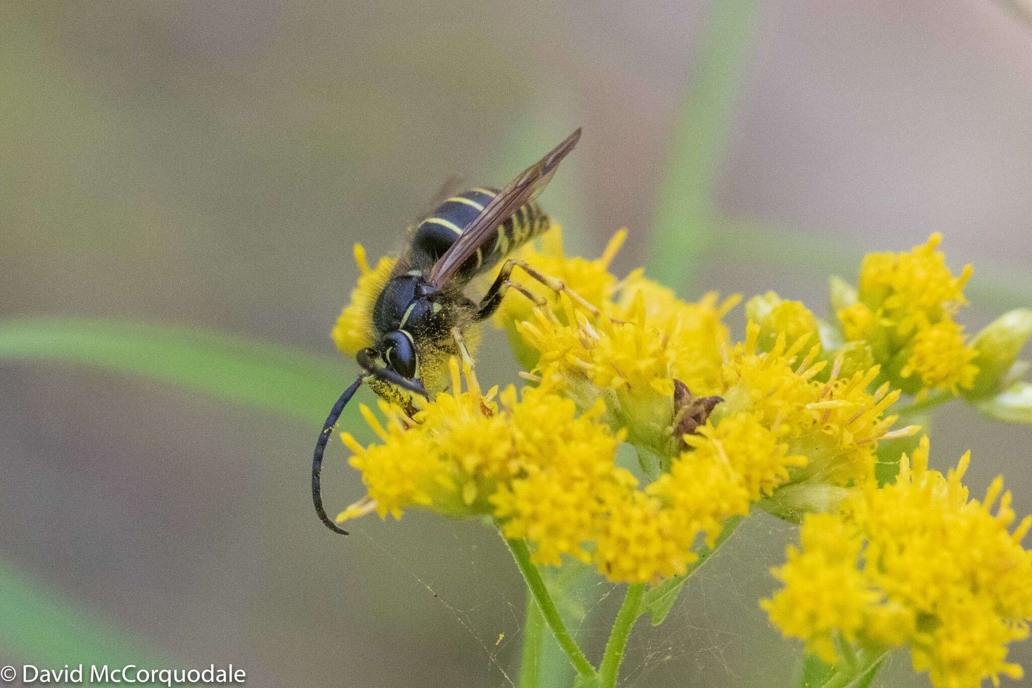 Image of Northern Aerial Yellowjacket