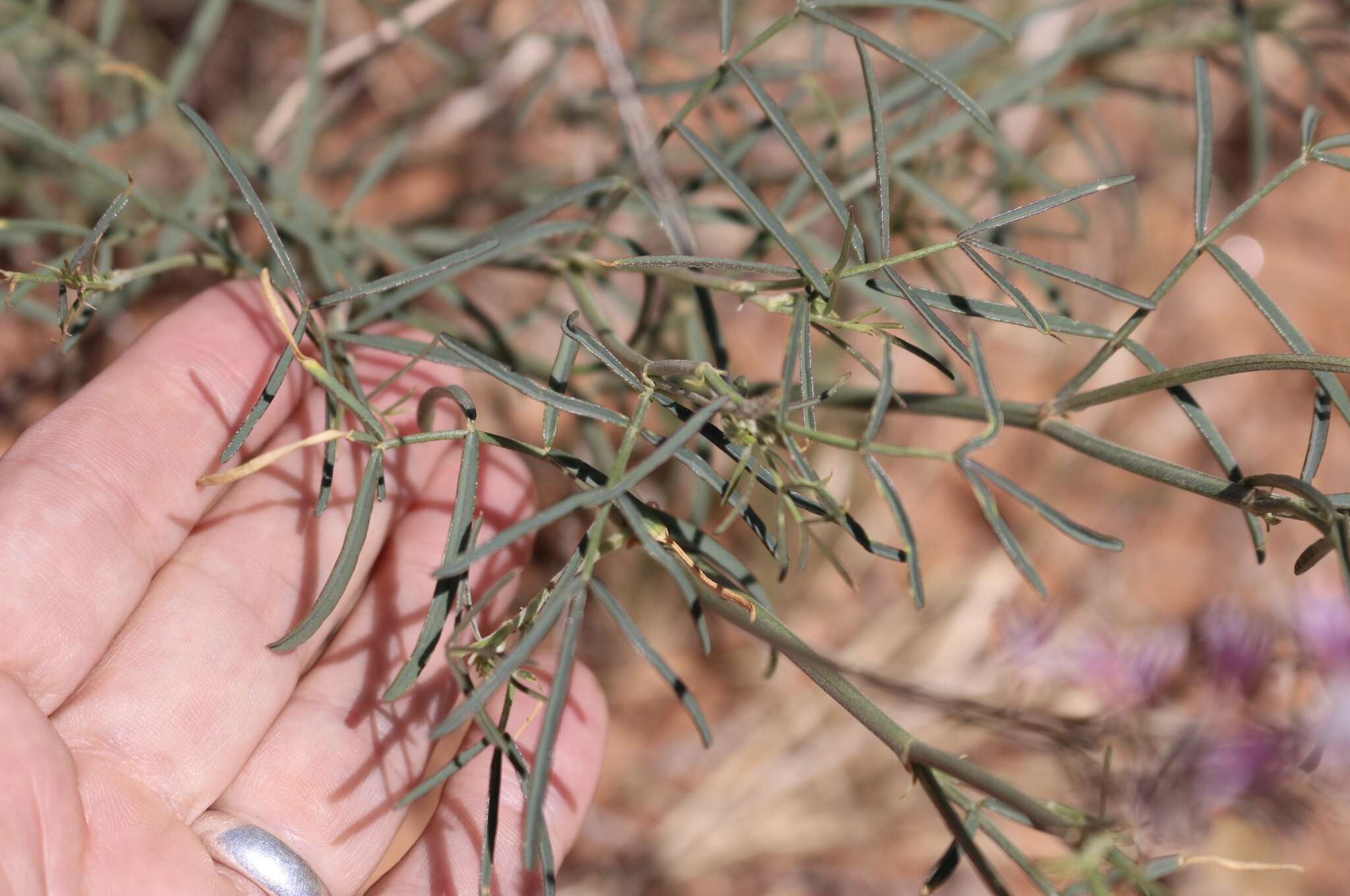 Imagem de Astragalus gracilis Nutt.