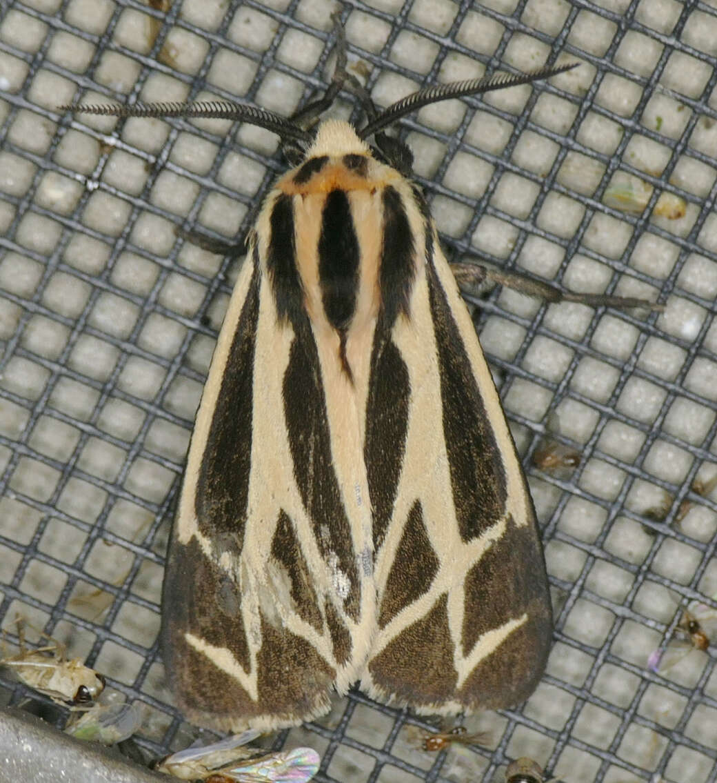 Image of Harnessed Tiger Moth