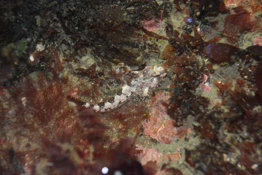 Image of Prickly sculpin