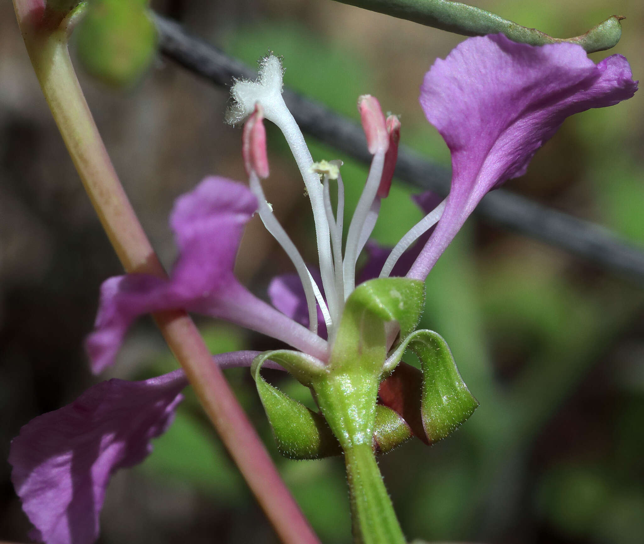 Sivun Clarkia tembloriensis Viasek kuva