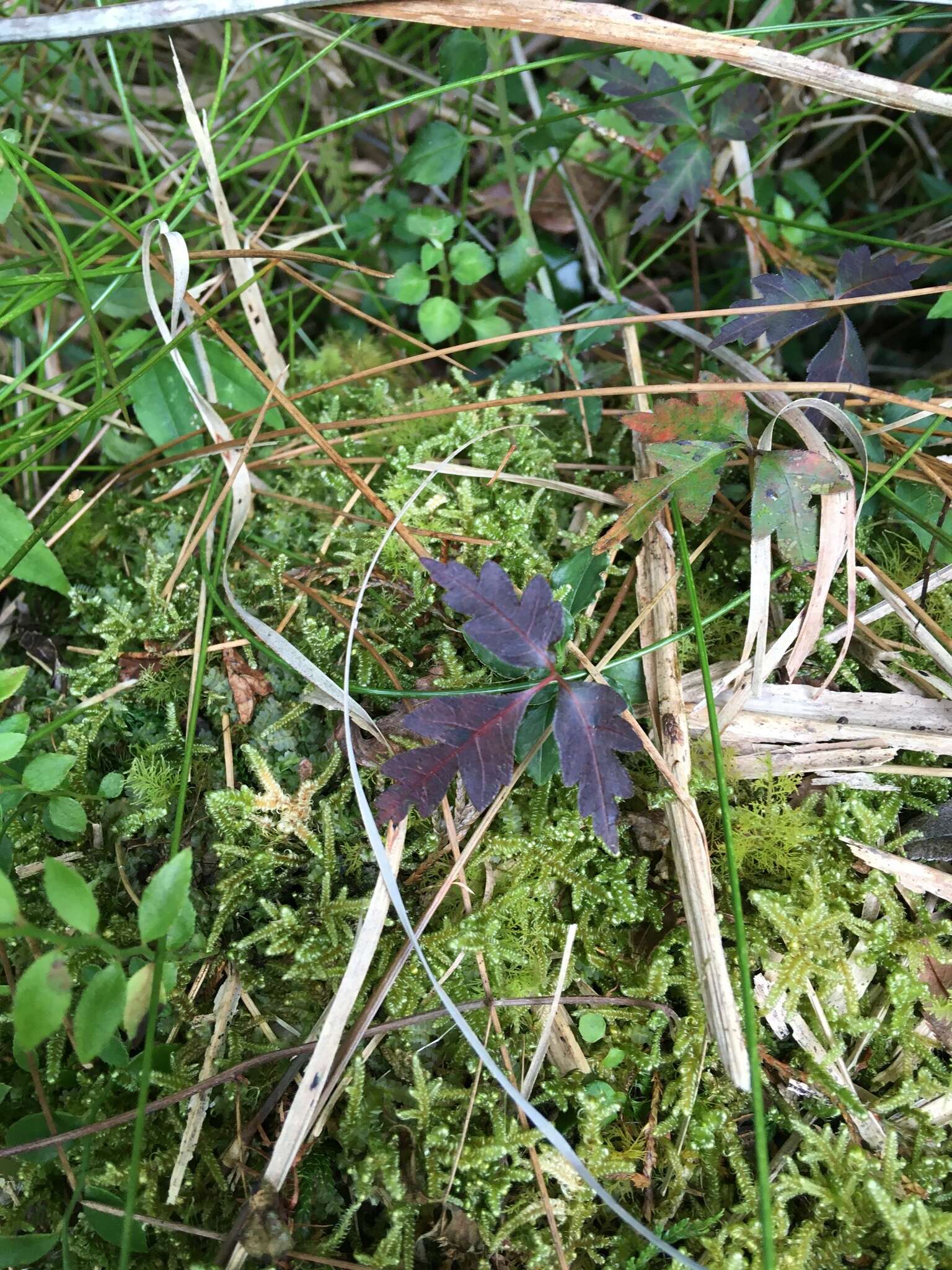 Image of Toxicodendron orientale Greene