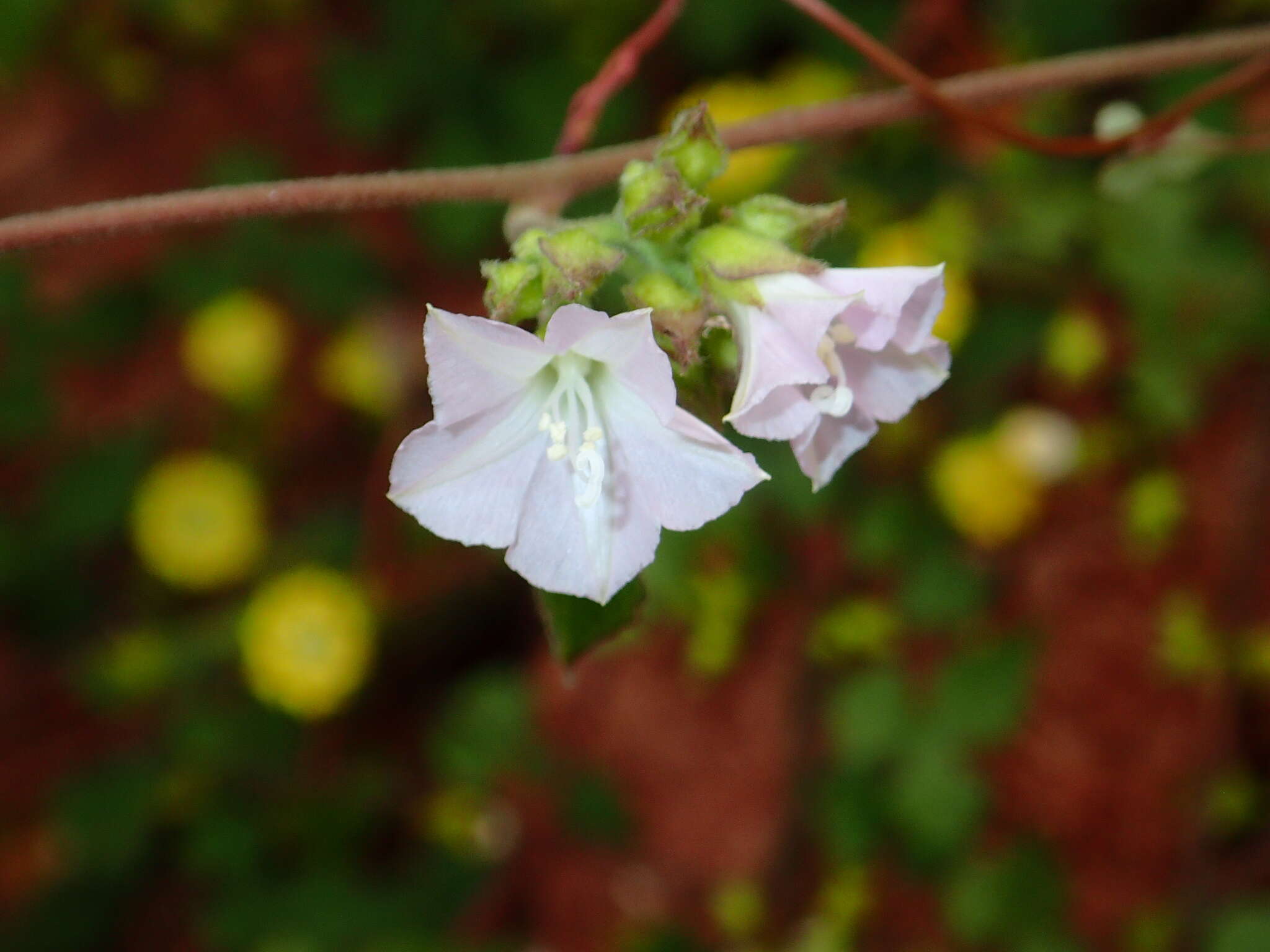 Image of Jacquemontia paniculata (Burm. fil.) Hall. fil.