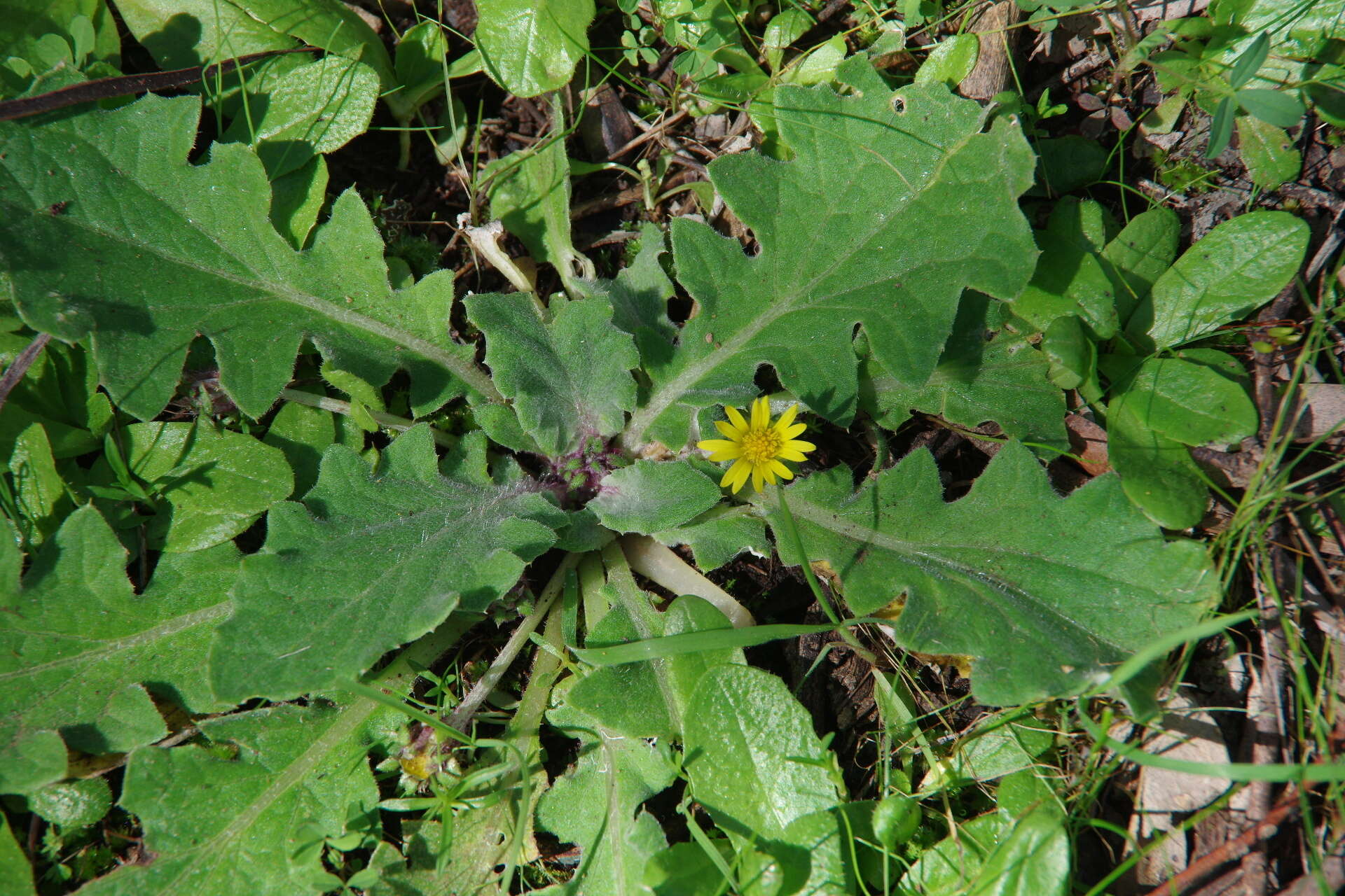 Cymbonotus preissianus Steetz resmi