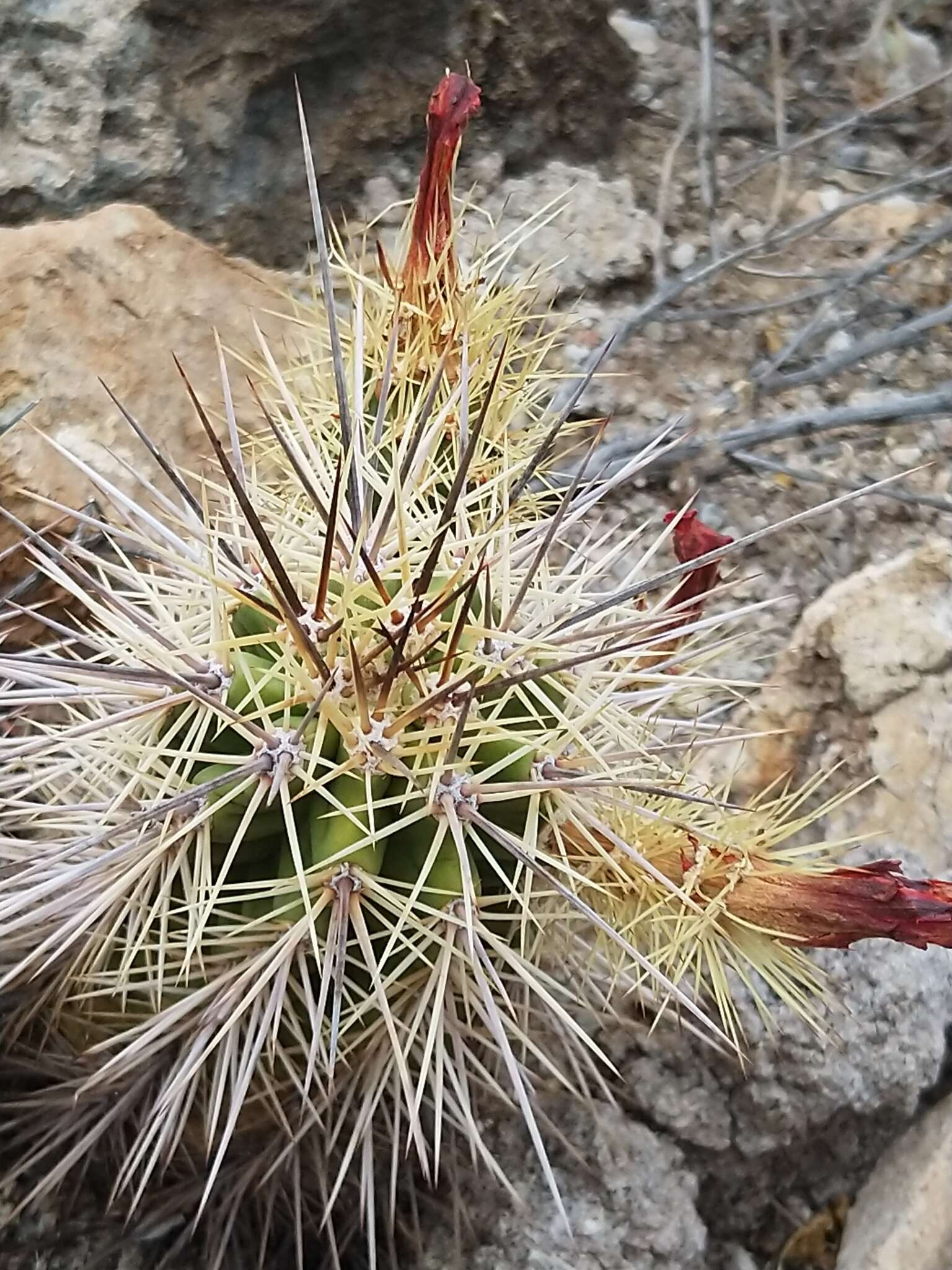 Image of Echinocereus arizonicus subsp. nigrihorridispinus