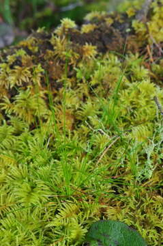 Plancia ëd Festuca occidentalis Hook.