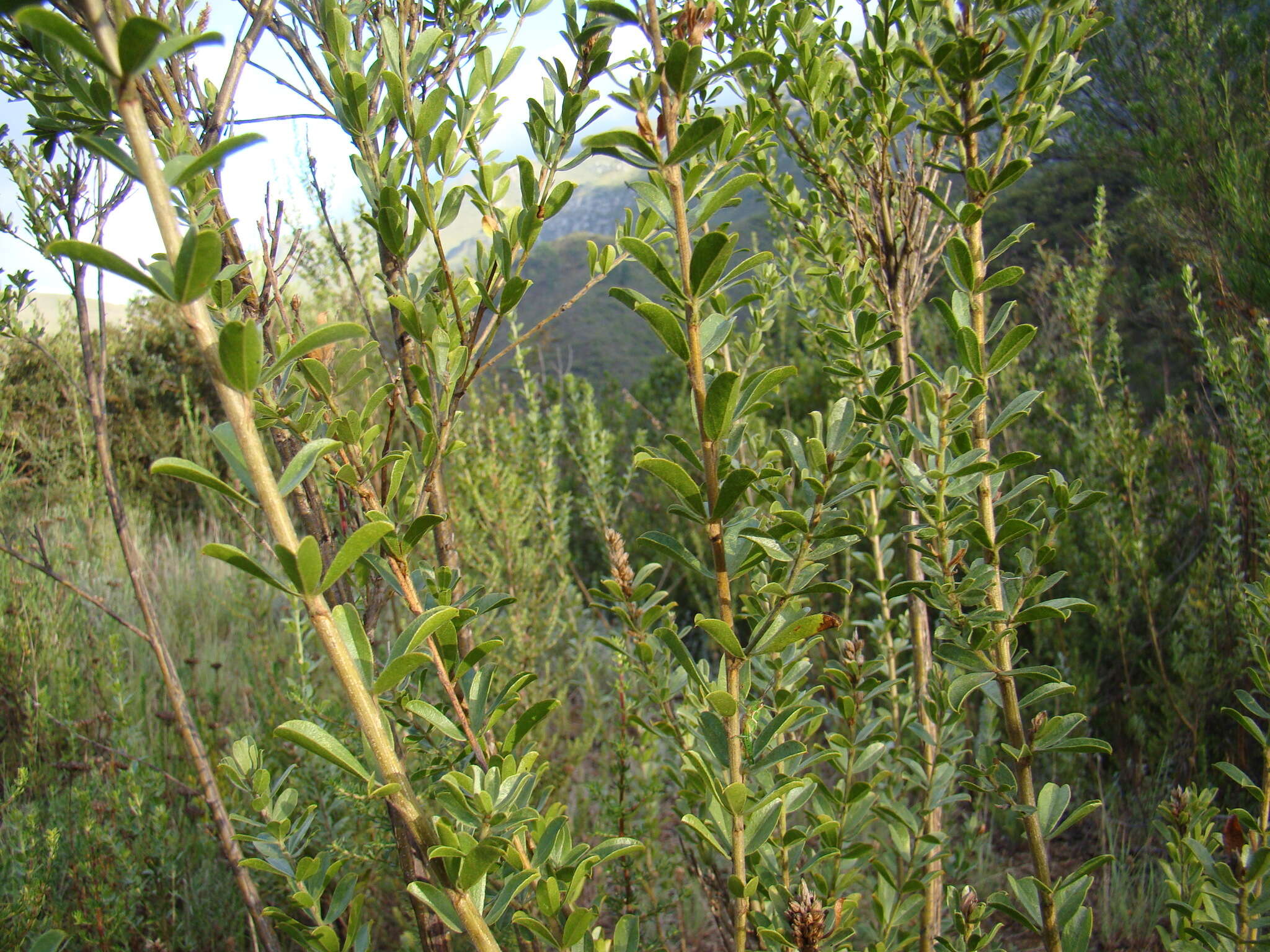 Image of Otholobium spicatum (L.) C. H. Stirt.