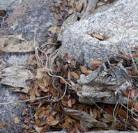 Image of Arum pictum L. fil.