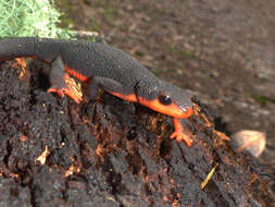 Image of Redbelly Newt