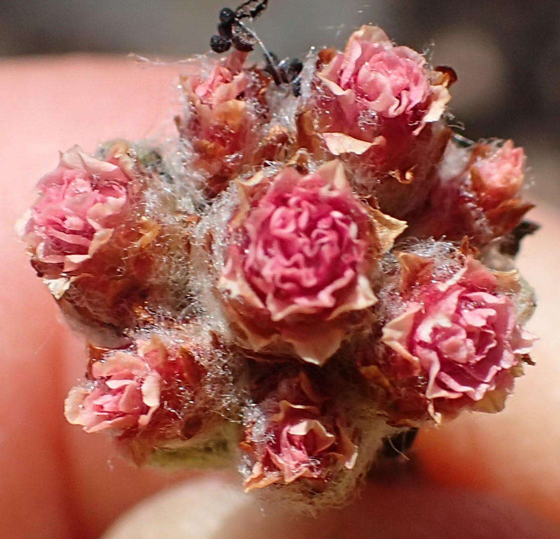 Image de Helichrysum rotundifolium (Thunb.) Less.