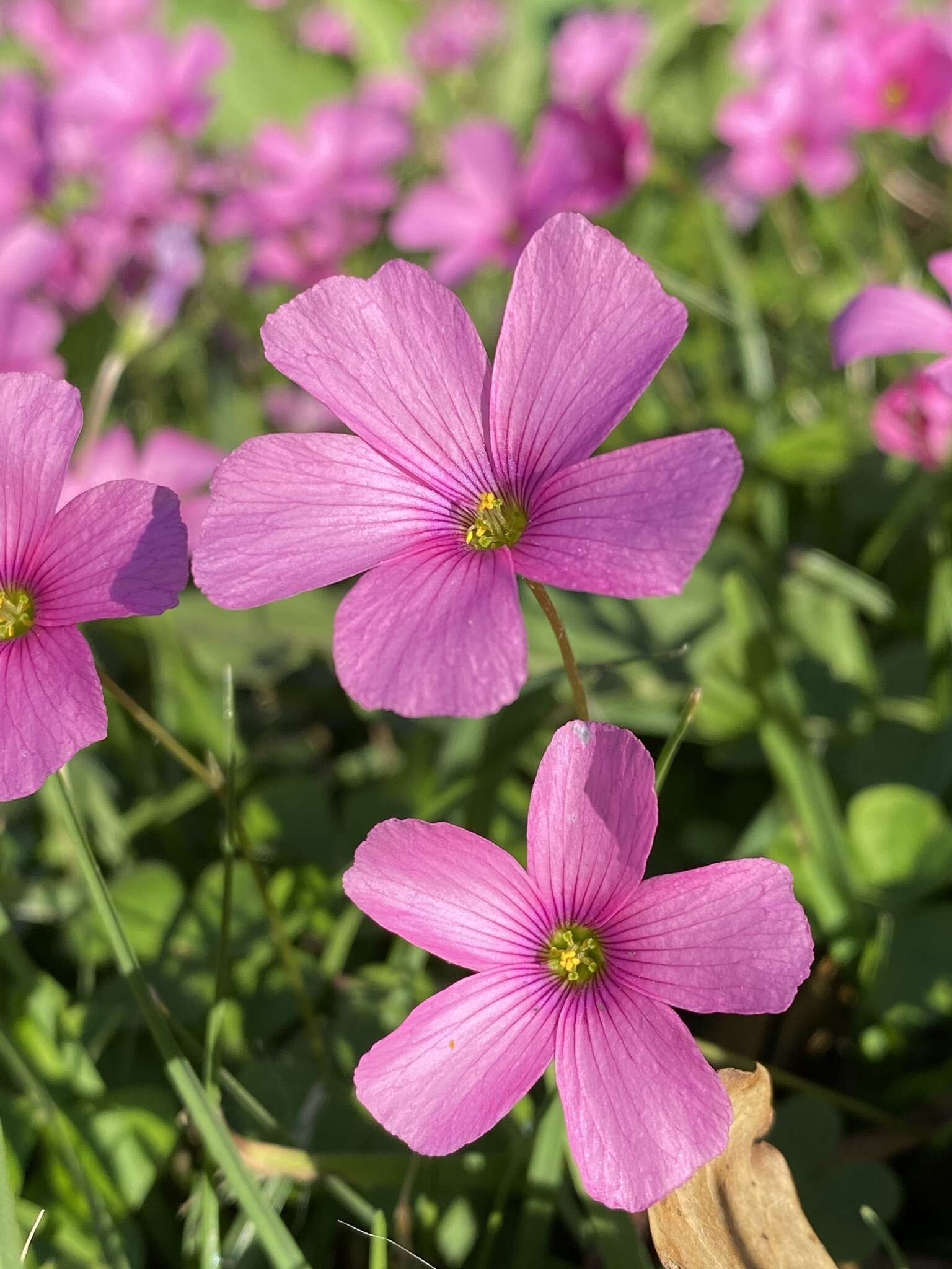 Image of Oxalis hispidula Zucc.