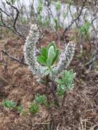 Image of Barratt's Willow