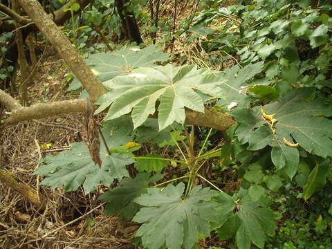 Image of tetrapanax