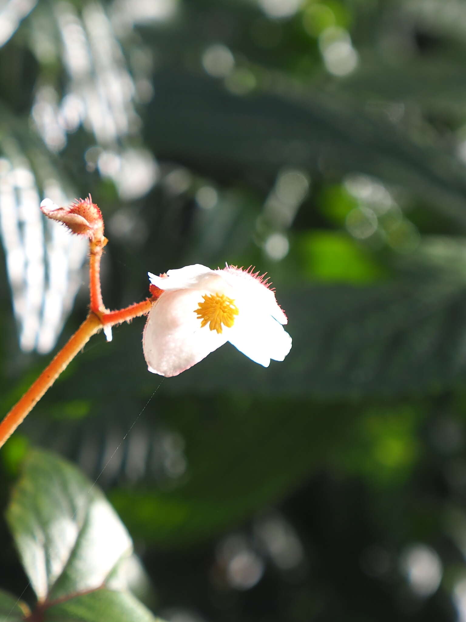 Image of Begonia areolata Miq.