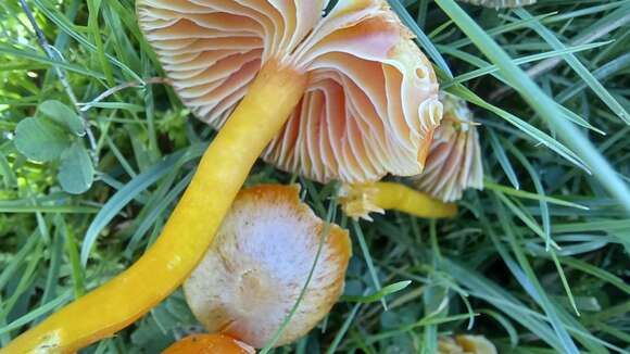 Image of Hygrocybe constrictospora Arnolds 1985