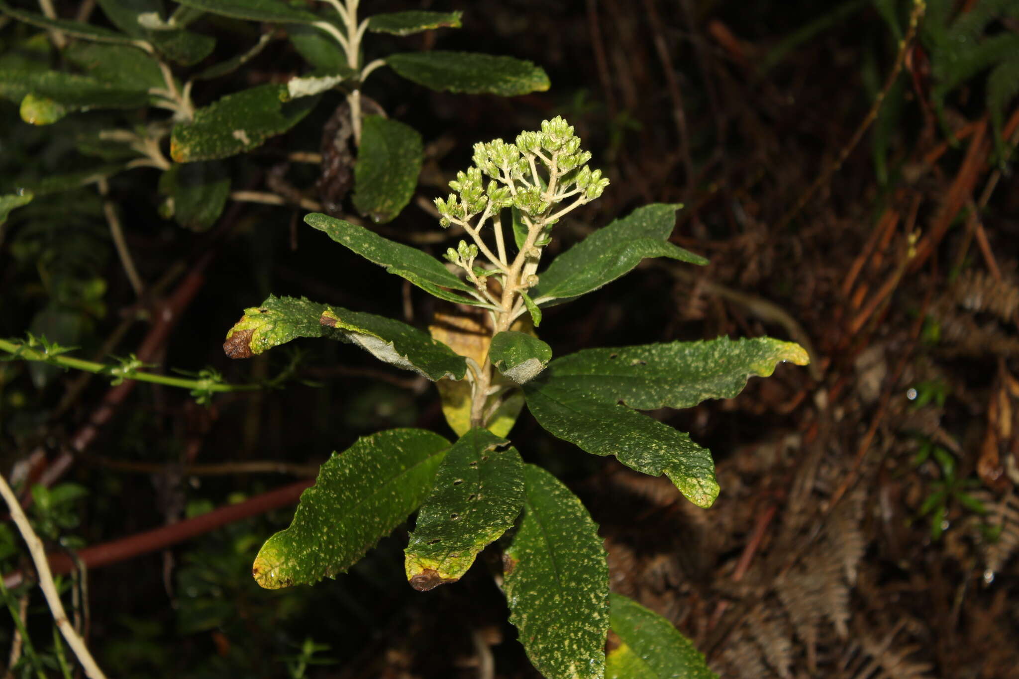 Image of Linochilus tenuifolius (Cuatrec.) Saldivia & O. M. Vargas