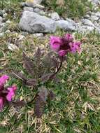 Image of beaked lousewort