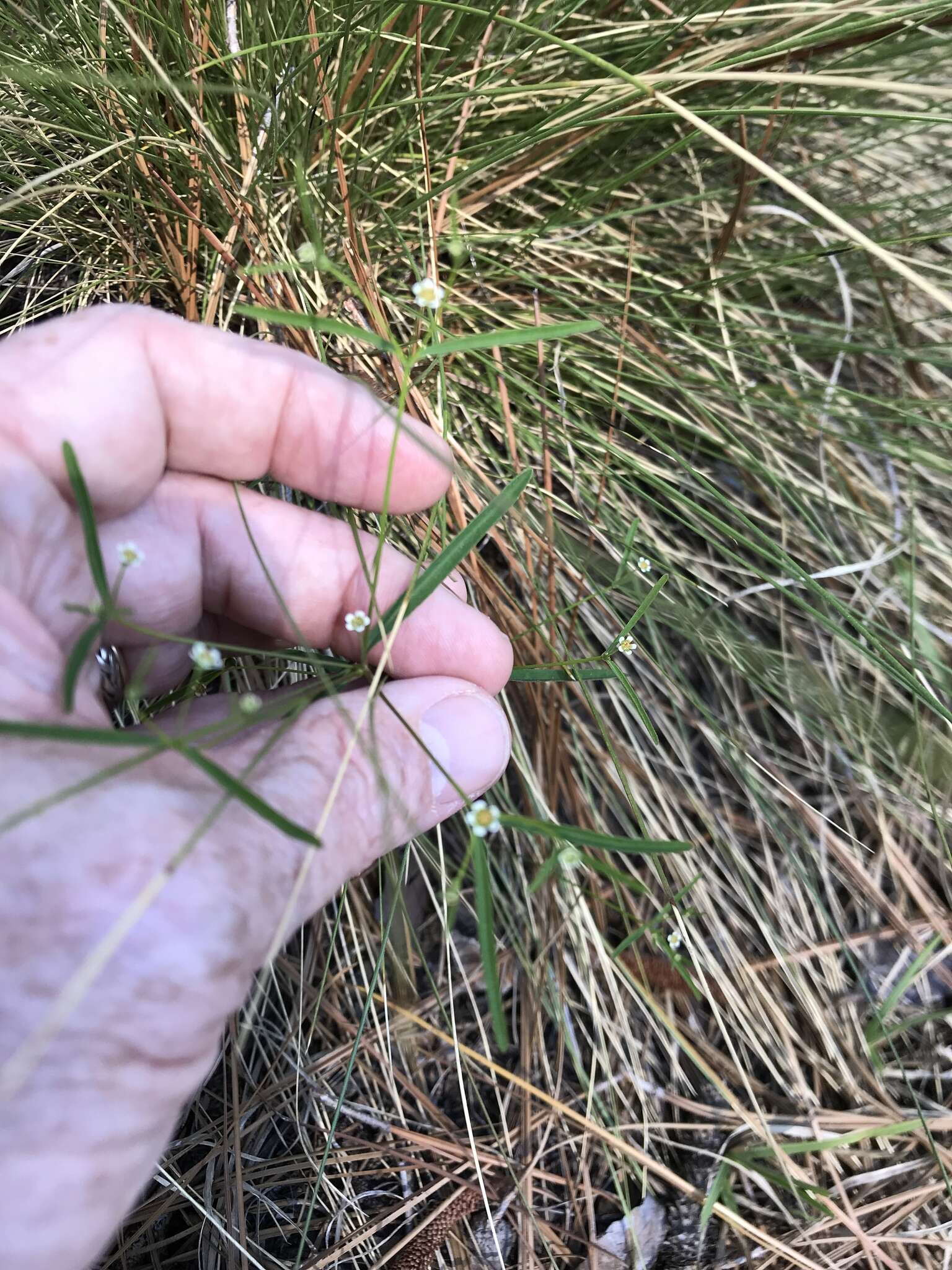 Image of Curtis' Spurge