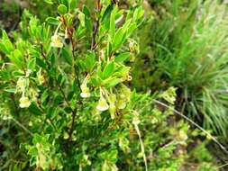 Imagem de Diospyros glabra (L.) De Winter