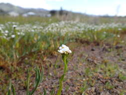Image of Calistoga Popcorn-Flower